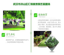 武汉绿化工程 武汉汇绿美景公司 公路绿化工程